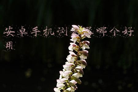 安卓手机浏览器哪个好用