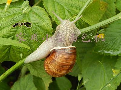 家用小型面包机 哪一款好(如何选购家用面包机 家用面包机品牌推荐)