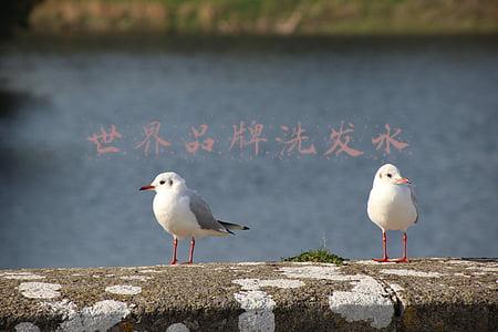 世界品牌洗发水