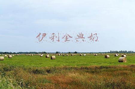 伊利金典奶