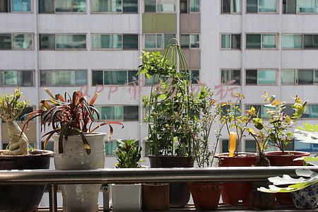 宠物app市场分析(观察了双11宠物消费之后，我们总结了4点趋势)