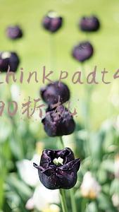 thinkpadt490拆机
