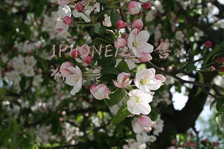 iphone12发售价格128g(iPhone12 128GB只要4000出头，现在买正是时候)