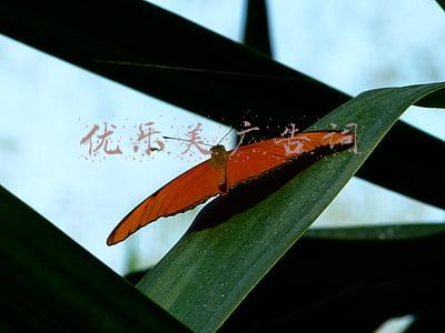 优乐美广告词