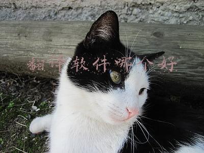 翻译软件哪个好