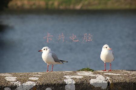卡片电脑推荐(英特尔卡片式PC主机：比手机还要小，还要薄！)