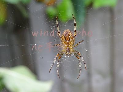 windowsphone手机