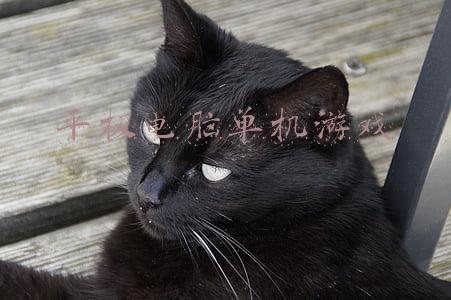 平板电脑单机游戏