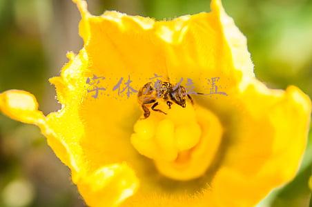 字体库位置