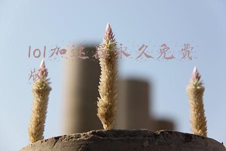 lol加速器永久免费版