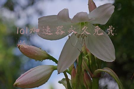 lol盒子加速器免费(LOL（外服）版盒子，全服通吃，带图详解！)