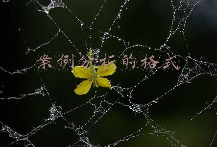 案例分析的格式