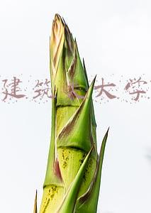 建筑类大学