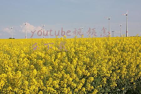 youtube视频怎么下载