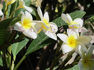 苹果怎么降级版本(奇葩！iOS 14.1 能降级？教你强制升级 iOS 14.8 系统)
