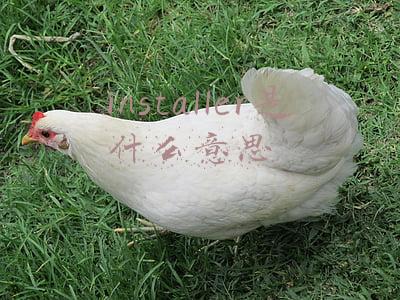 installer是什么意思