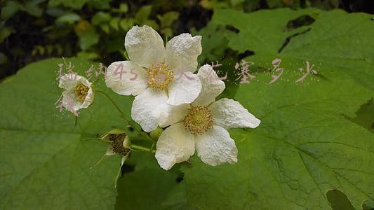 现代瑞纳火花塞型号(现代瑞纳火花塞型号是多少)