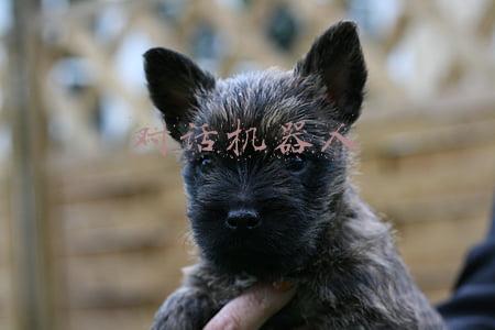 对话机器人