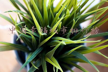 中国幸福城市排行榜