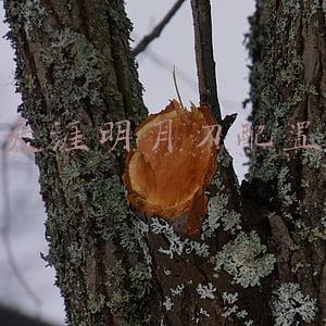 天涯明月刀配置