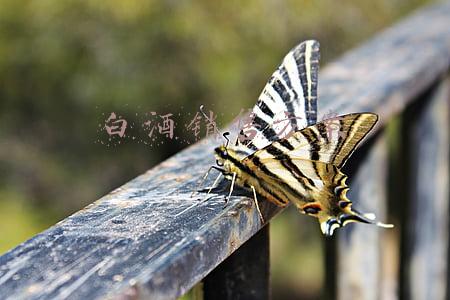 白酒销售方案