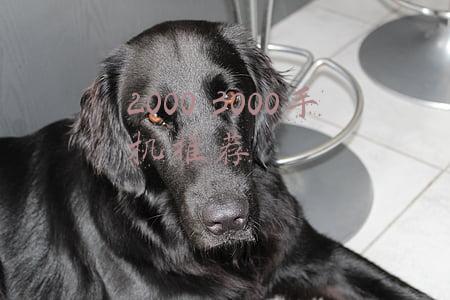 2000 3000元的手机推荐最新(3000元价位的手机要怎么选？这四款手机绝对首选)
