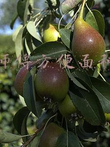康师傅方便面种类