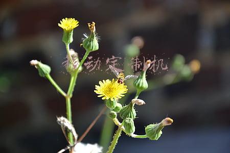 移动定制机