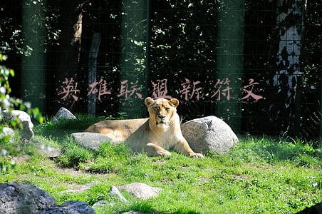 英雄联盟新符文系统(LOL有史以来最大改动：符文系统十年首次重做 巅峰性改变游戏玩法)