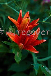 卡刷recovery包(华为荣耀9青春版 LLD-TL10/TL10B 官方卡刷包 刷机教程 解锁救砖 版本)