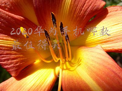 2020华为手机哪款最值得买