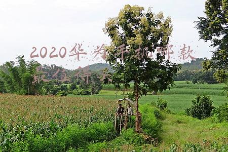 2020年底华为手机哪款最值得买(华为5G手机“有货”了，全部麒麟最强芯，网友：幸福来得太突然)