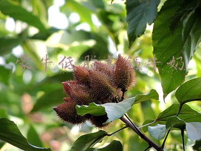 蒙牛低脂高钙牛奶怎么样(拆解“双11”大数据 细数重庆新亮点)