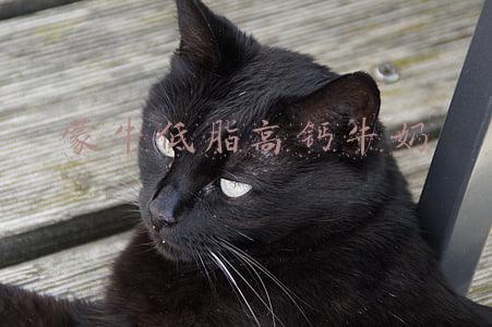 蒙牛低脂高钙牛奶和特仑苏的区别(16款深圳娃最常喝的牛奶大测评！蒙牛特仑苏伊利谁最好？)