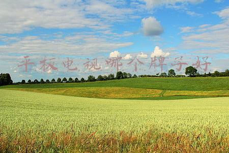 平板电视哪个品牌好(平板电视机哪个牌子好)
