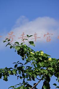 一号专车官网