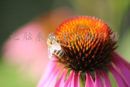 电脑桌面壁纸排行榜前十名(一组精挑细选电脑壁纸来啦)