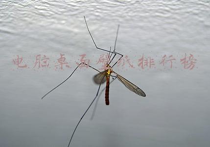 电脑桌面壁纸 排名(盘点Windows各个版本的壁纸，还是觉得XP的最经典，你觉得呢？)