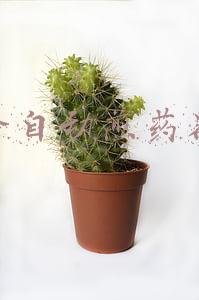 全自动煎药器
