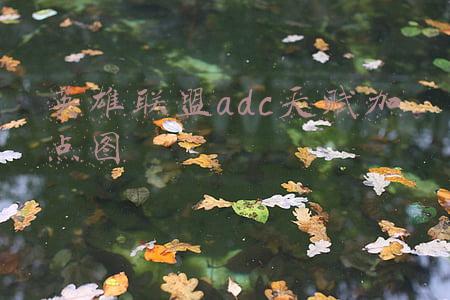 lol最新天赋加点图adc(11.24三大上分ADC推荐！女警厄斐琉斯对线压制团战carry)