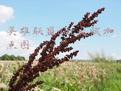 英雄联盟辅助符文天赋加点图(LOL：11.7辅助强势打法推荐 CD流酒桶攻守兼备)