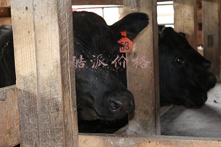 酷派价格