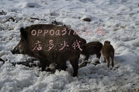 oppoa37m手机多少钱一部_oppoa37m手机多少钱