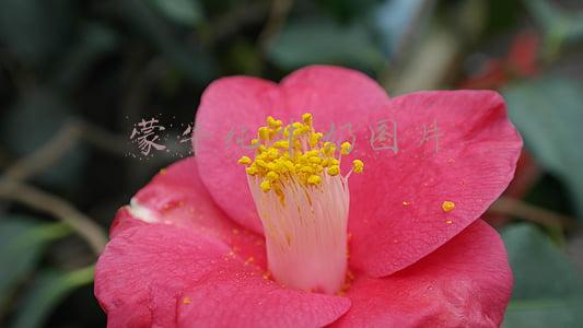 蒙牛纯牛奶图片