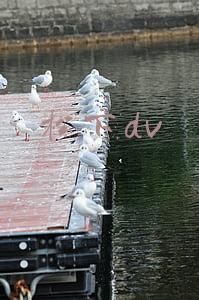 松下dv