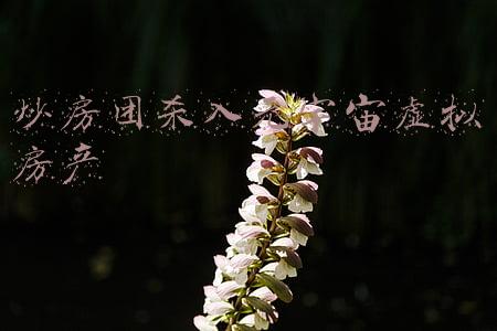 炒房团杀入元宇宙虚拟房产