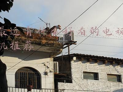 最近有什么好看的电视机推荐