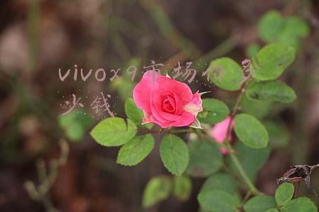vivox9市场价多少钱