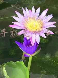 gsm手机是什么意思