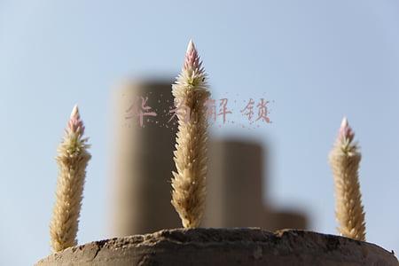 华为解锁码(新机侦探：带你玩转万能卡片，解锁P50系列更多玩法)